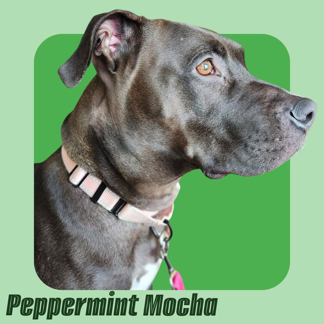 Enlarge Peppermint Mocha- In Foster, an adoptable mixed breed in Manchester, NH image 1/5