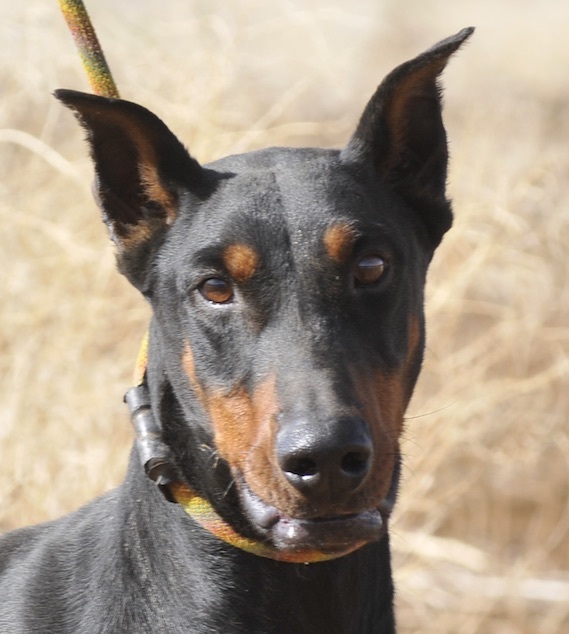 Billy, Adoptable, Adult Male Doberman Pinscher.