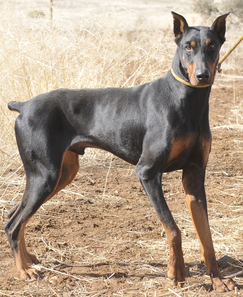 Enlarge Billy, a Adoptable Doberman Pinscher in Tehachapi, CA image 2/6