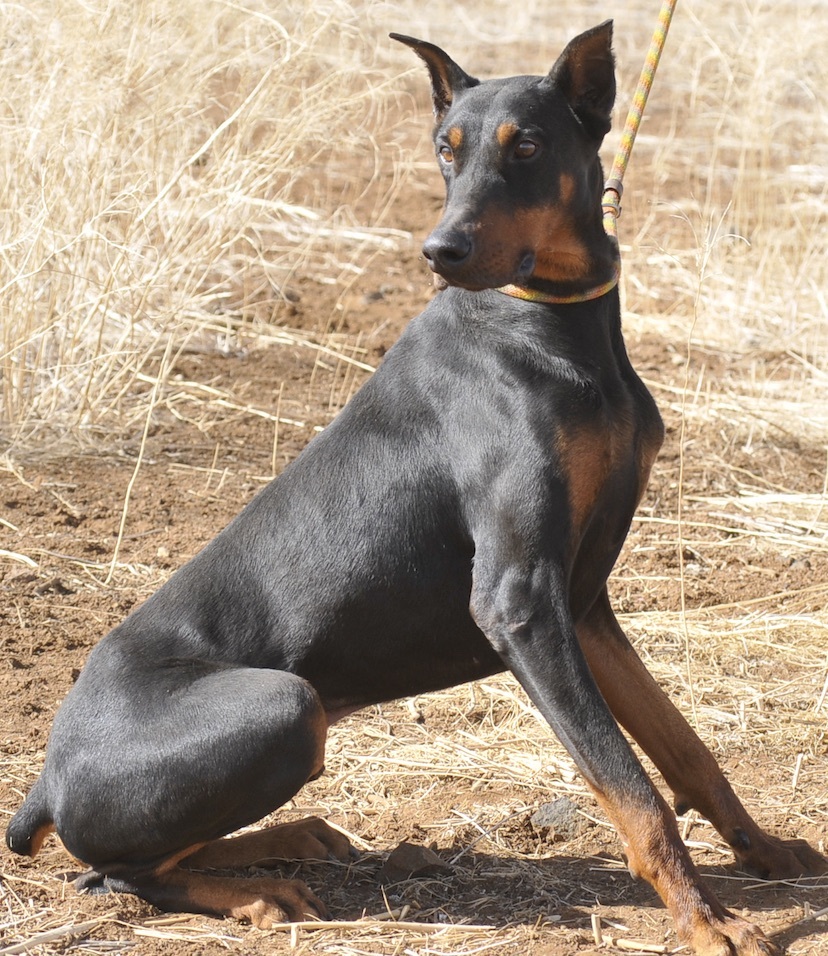 Enlarge Billy, a Adoptable Doberman Pinscher in Tehachapi, CA image 3/6