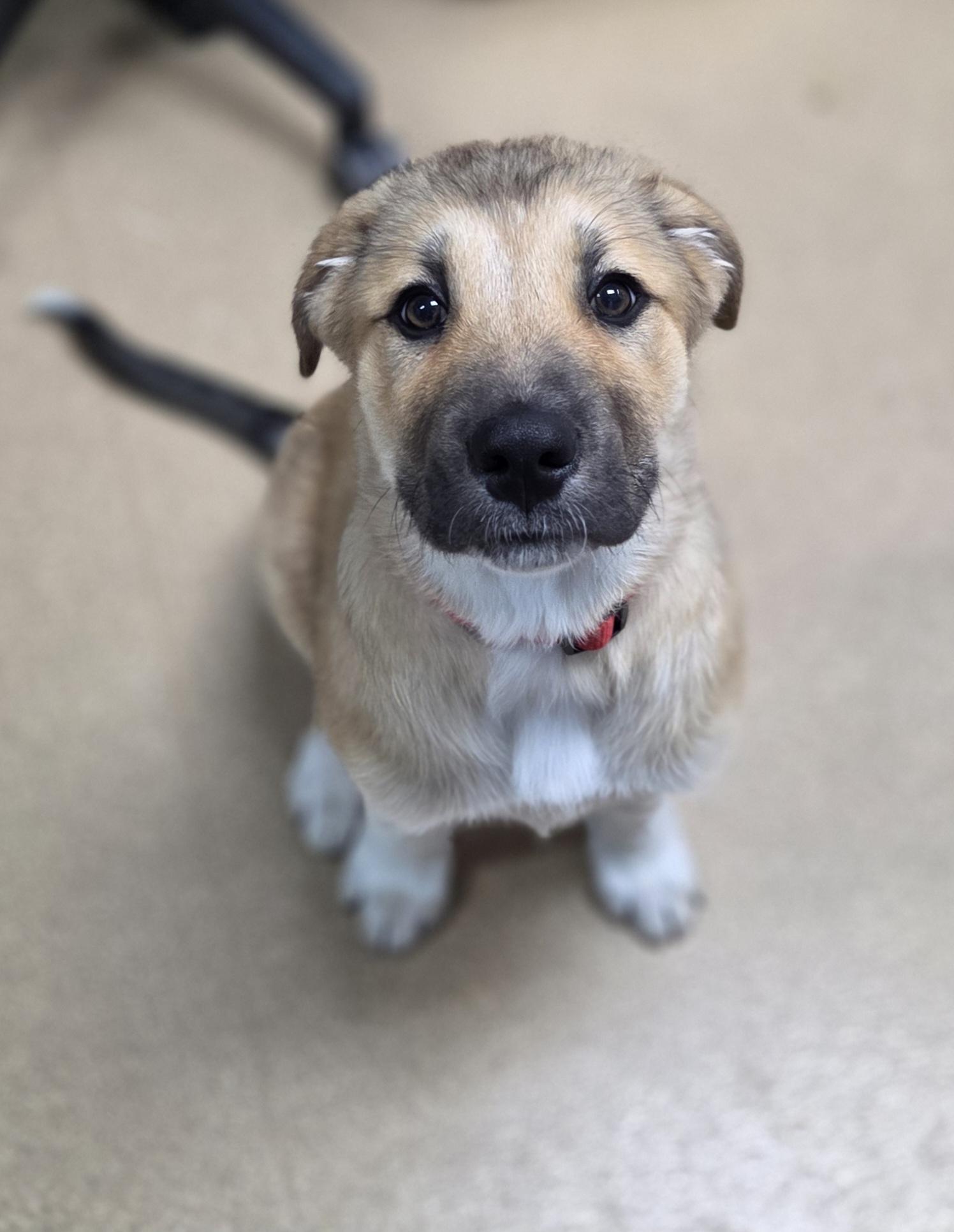Noah, an adoptable Great Pyrenees, German Shepherd Dog in Brookings, SD, 57006 | Photo Image 2