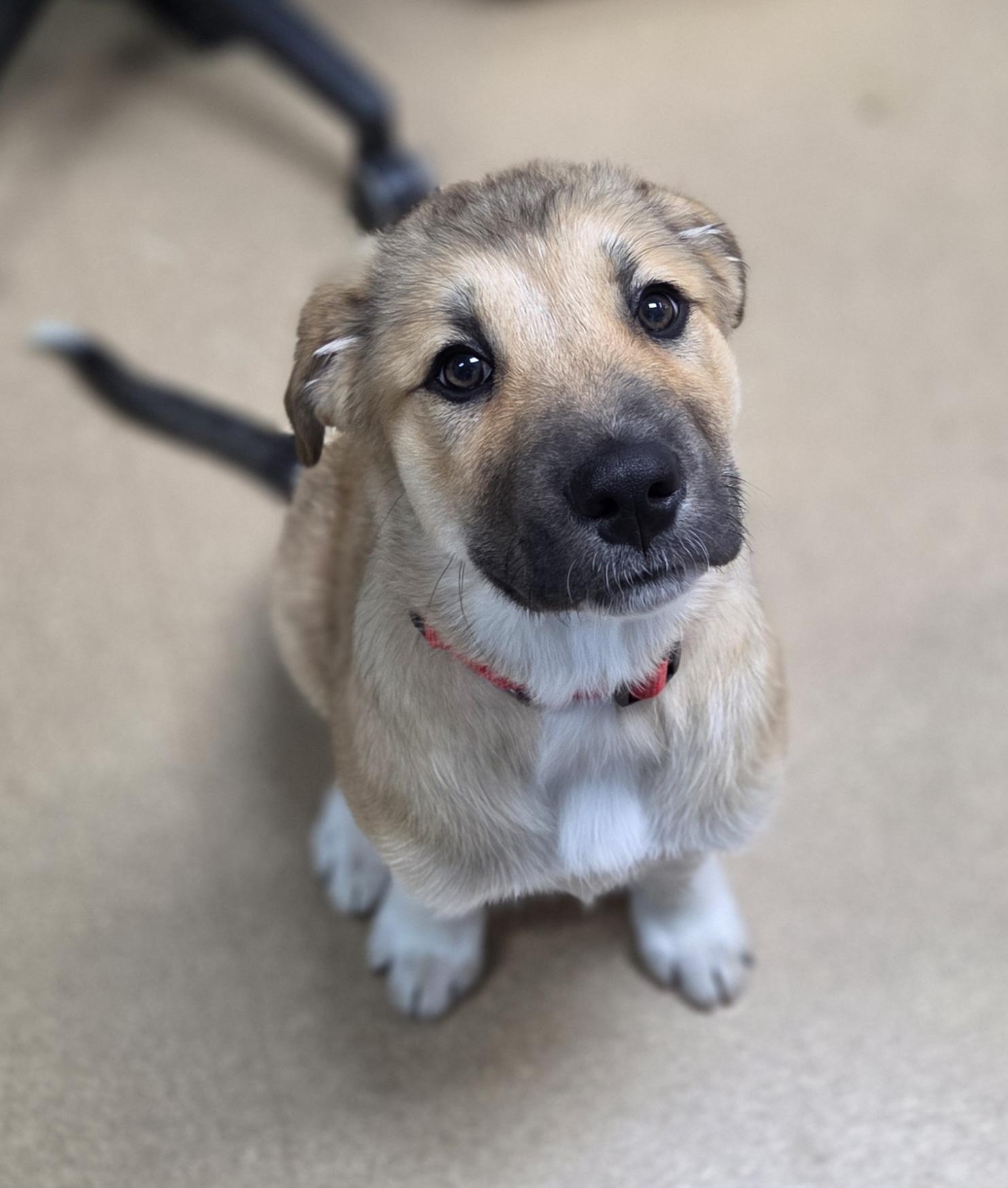 Noah, an adoptable Great Pyrenees, German Shepherd Dog in Brookings, SD, 57006 | Photo Image 1