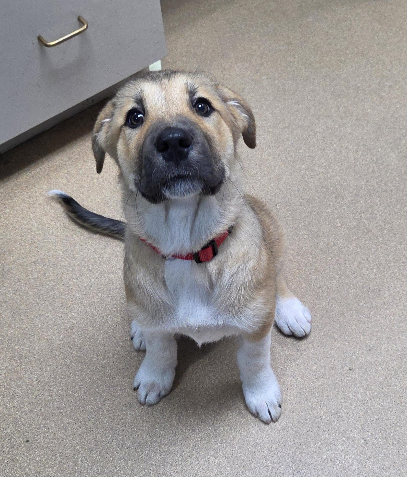 Noah, an adoptable Great Pyrenees, German Shepherd Dog in Brookings, SD, 57006 | Photo Image 3