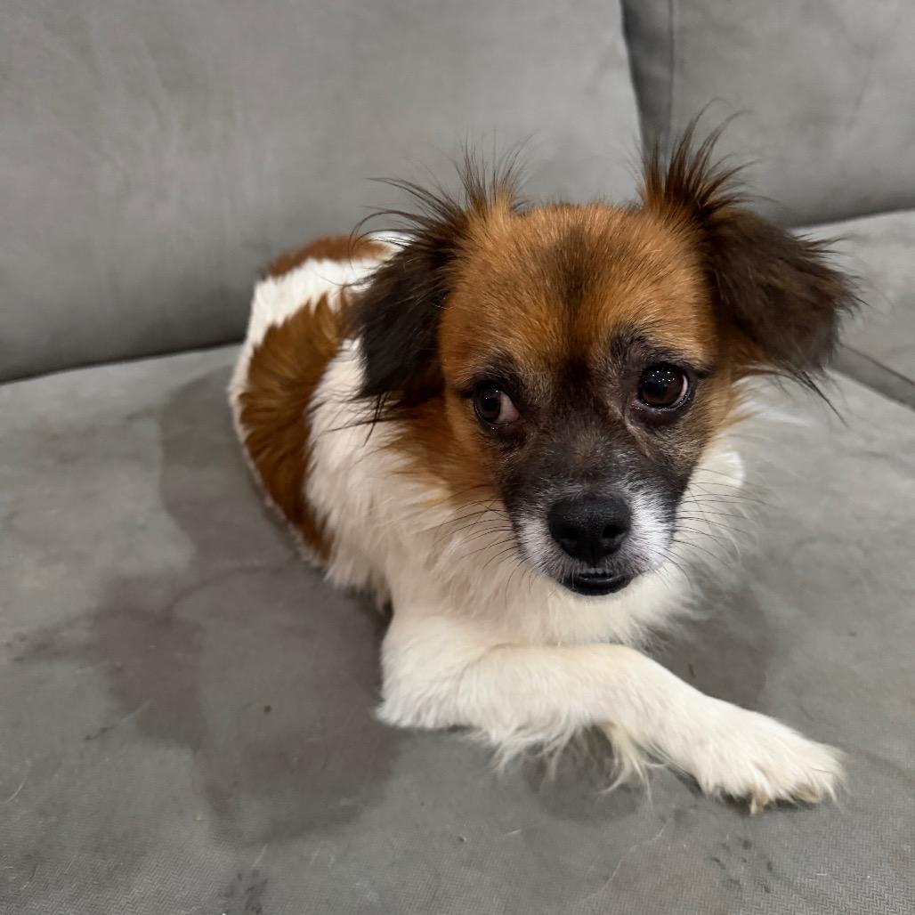 Chopstick, Adoptable, Adult Male Mixed Breed.
