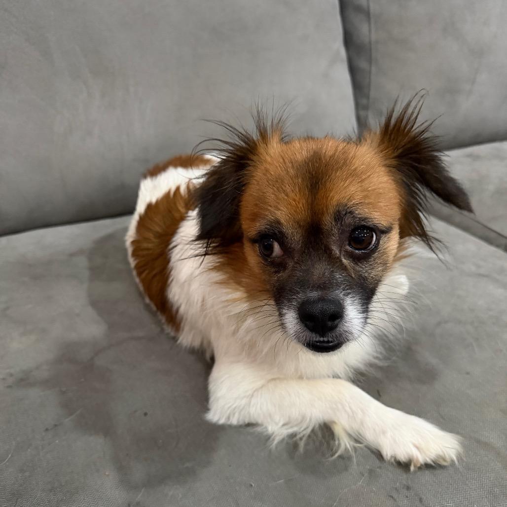 Enlarge Chopstick, a Adoptable Mixed Breed in West Chester, PA image 2/5