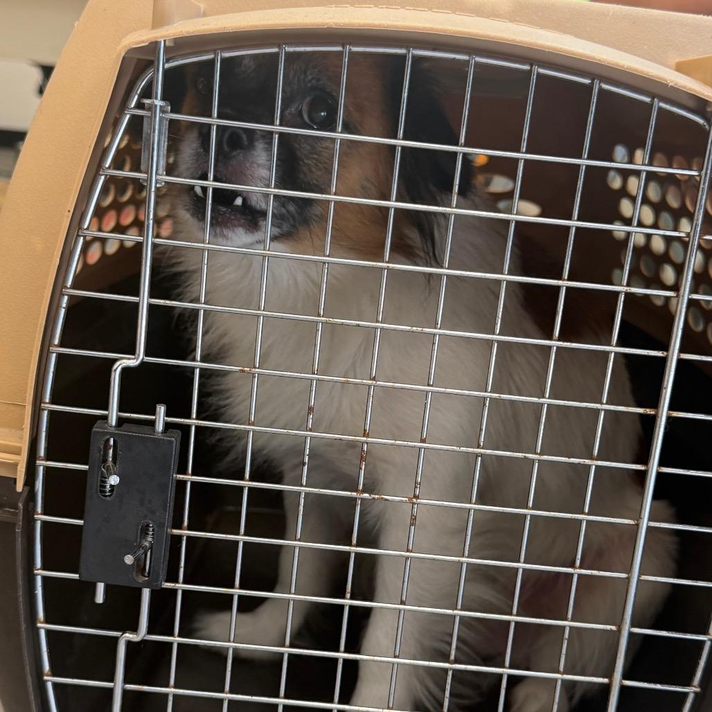 Enlarge Chopstick, a Adoptable Mixed Breed in West Chester, PA image 3/5