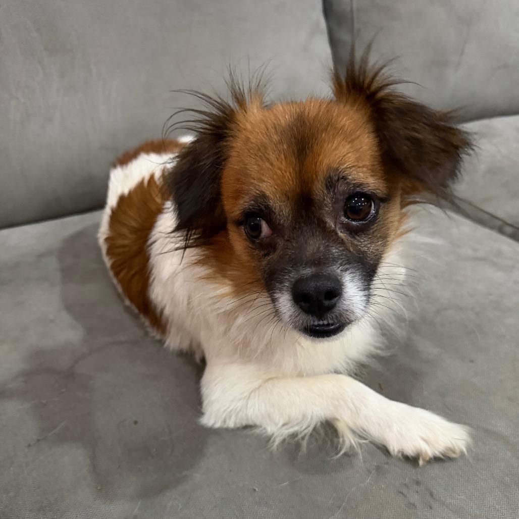 Enlarge Chopstick, a Adoptable Mixed Breed in West Chester, PA image 5/5