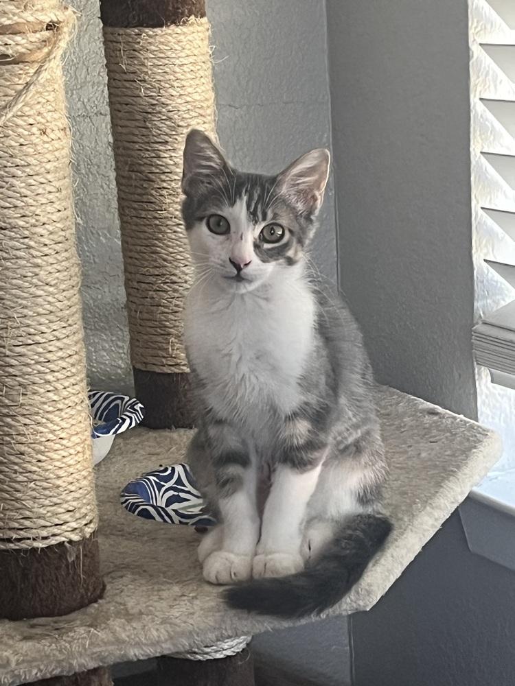 Jay Jay — thumbnail 3