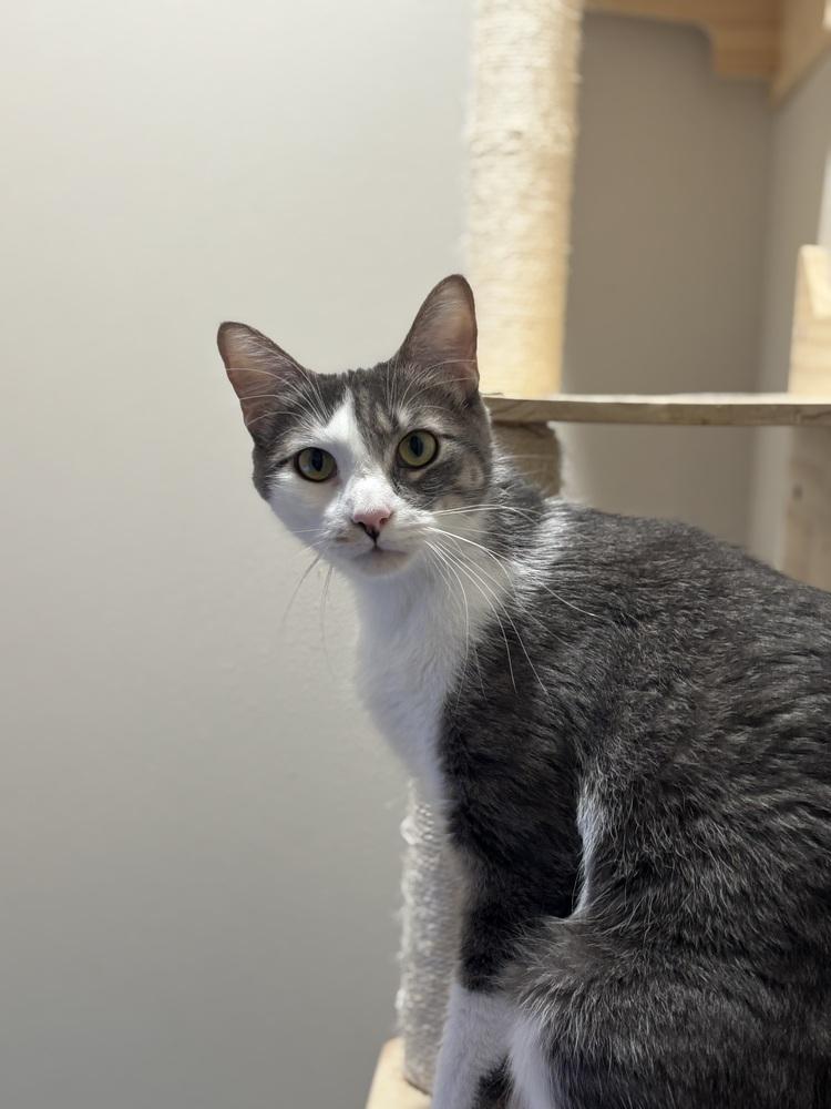 Jay Jay — thumbnail 4