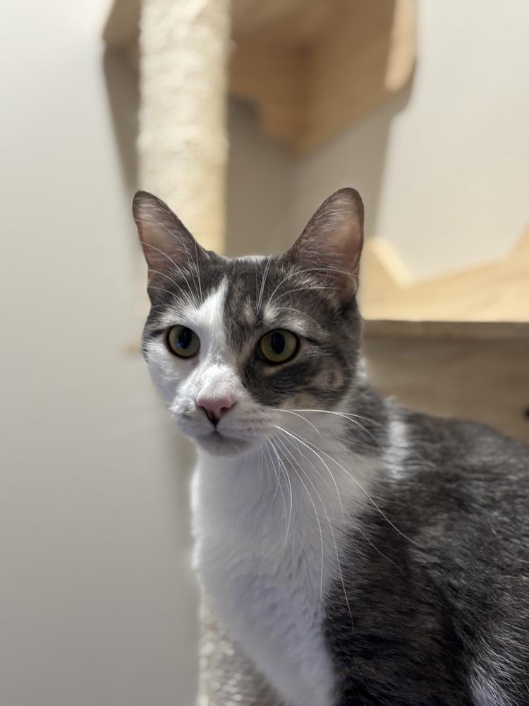 Jay Jay — thumbnail 5