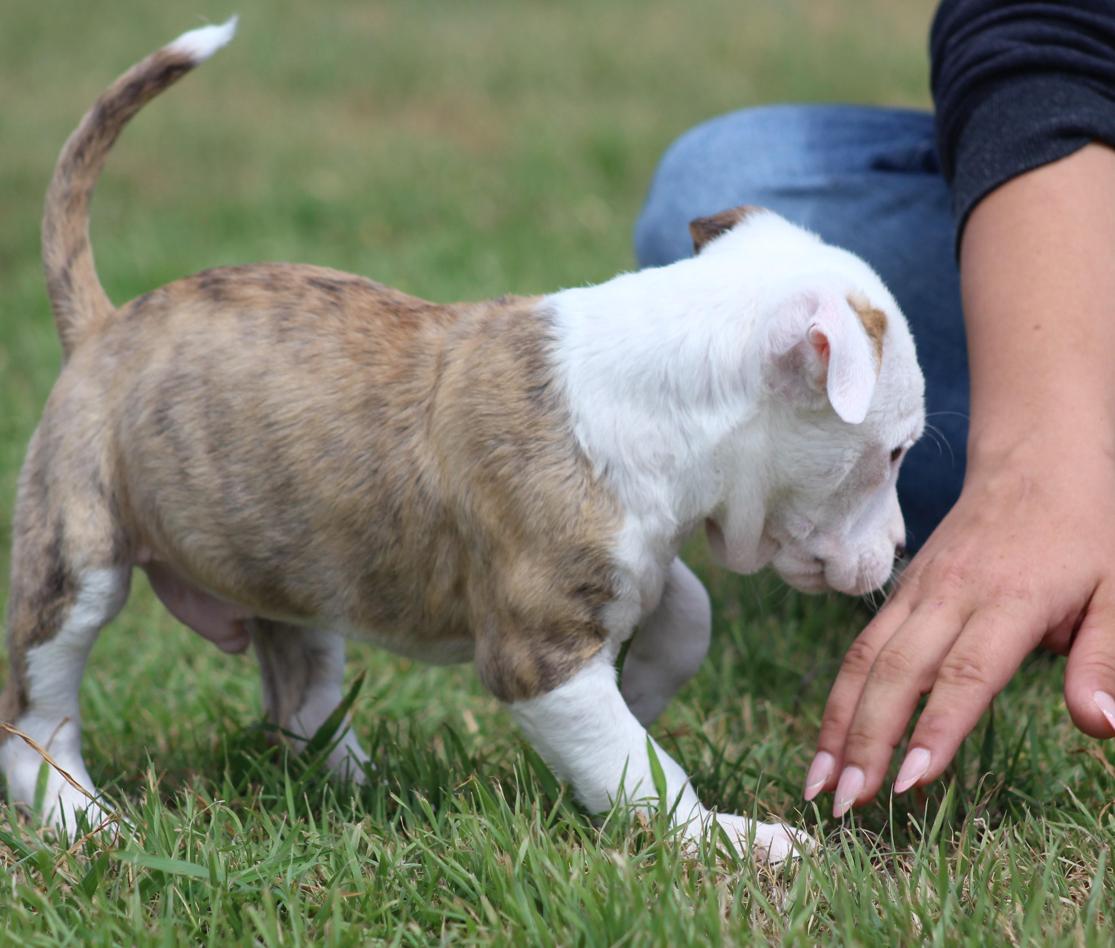 Theodore, an adopted mixed breed in Temple, TX image 4/6
