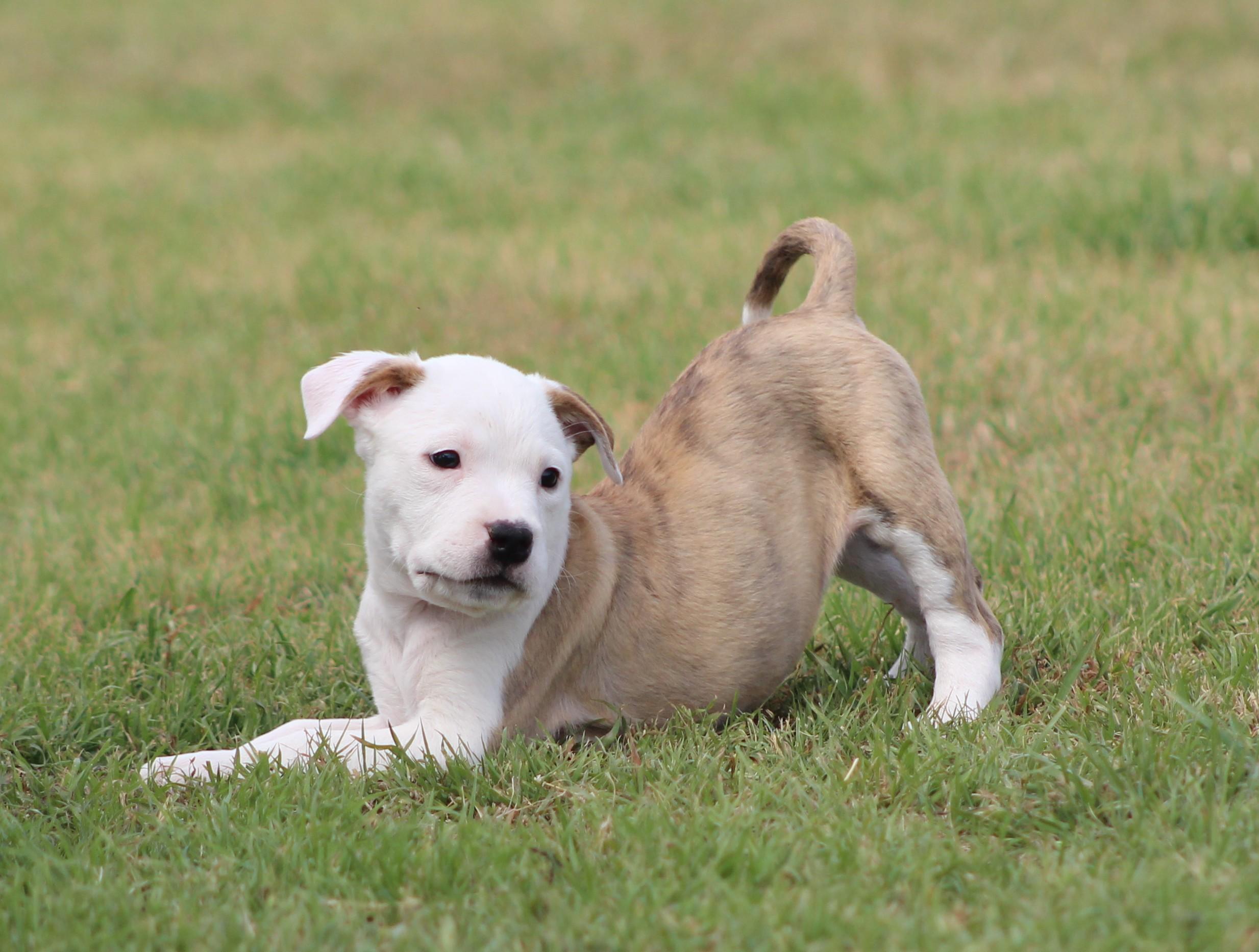 Theodore, an adopted mixed breed in Temple, TX image 1/6