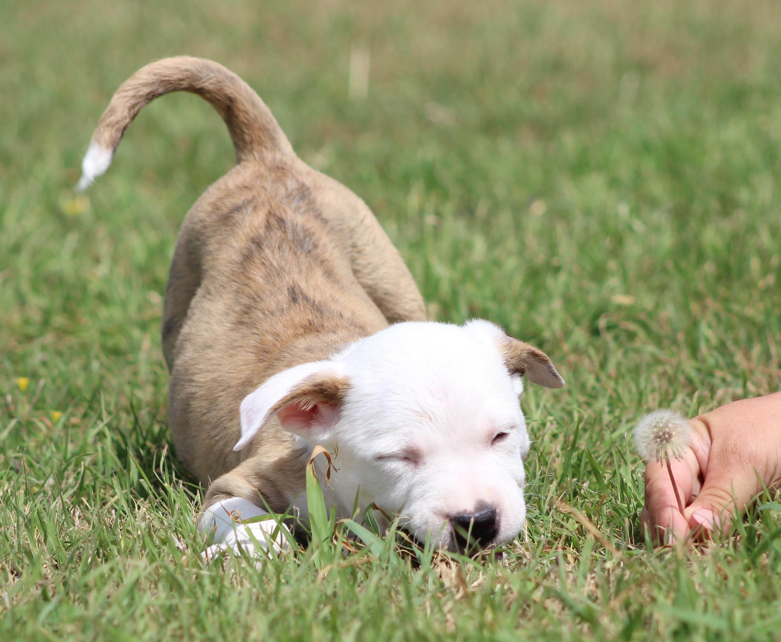 Theodore, an adopted mixed breed in Temple, TX image 6/6
