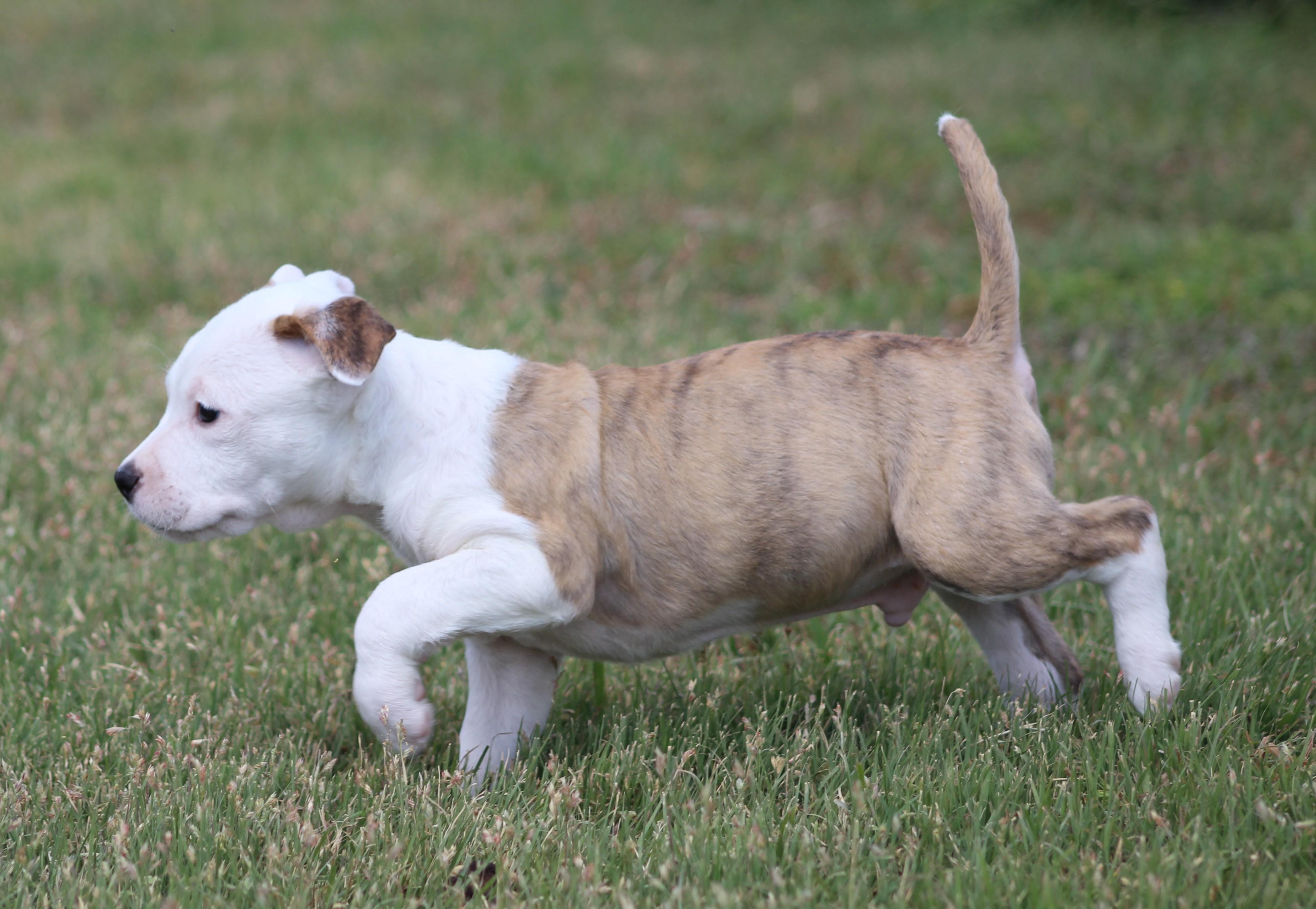 Theodore, an adopted mixed breed in Temple, TX image 2/6
