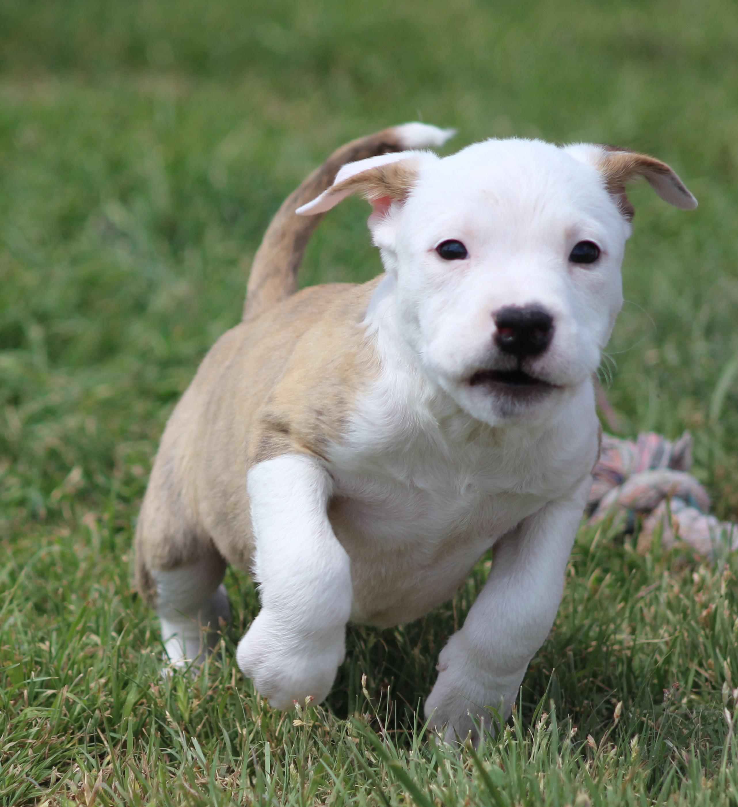 Theodore, an adopted mixed breed in Temple, TX image 3/6