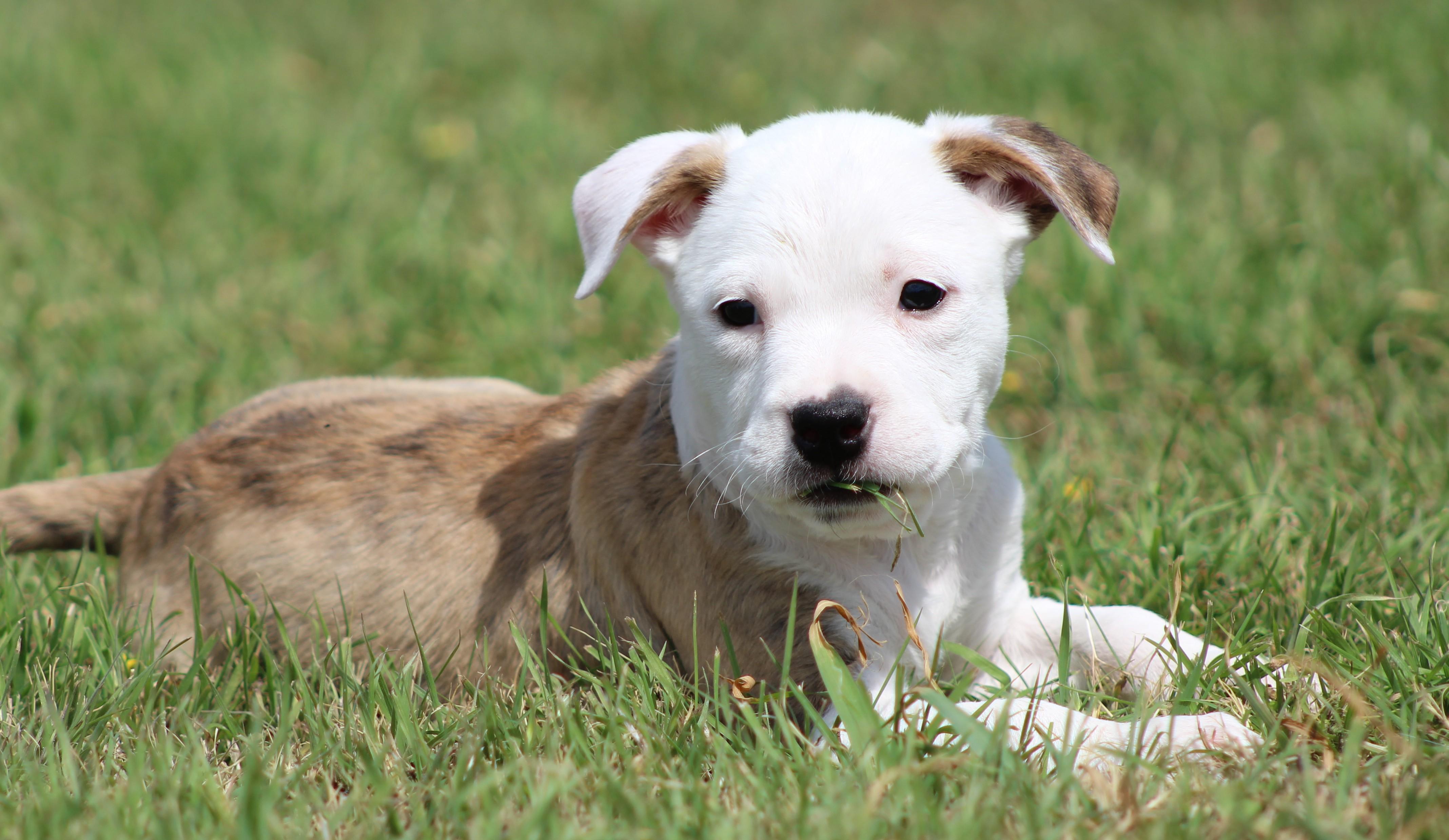 Theodore, an adopted mixed breed in Temple, TX image 5/6