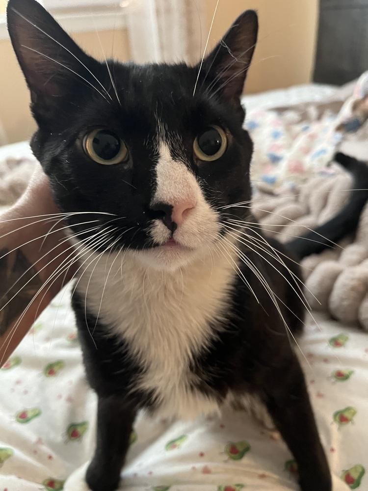 Enlarge Bobo, a Adoptable Domestic Short Hair in Jersey City, NJ image 1/1