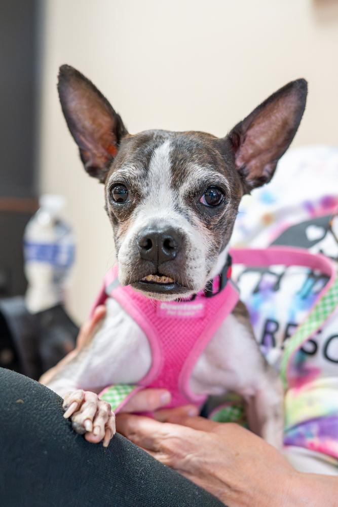 Annabelle, Adoptable, Adult Female Boston Terrier.