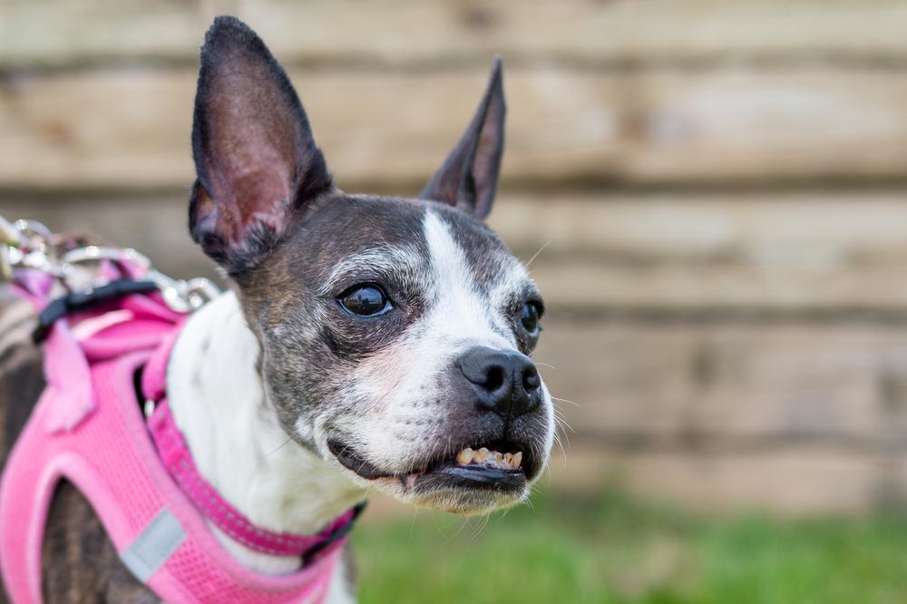 Annabelle, a Adoptable Boston Terrier in Mundelein, IL image 2/6