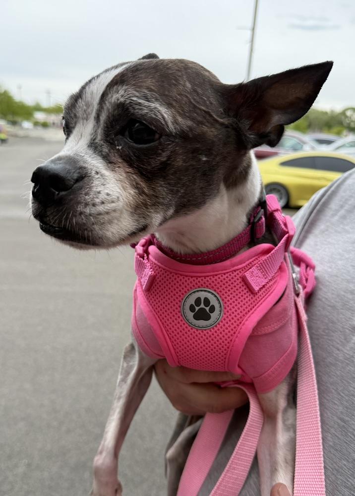 Annabelle, a Adoptable Boston Terrier in Mundelein, IL image 3/6