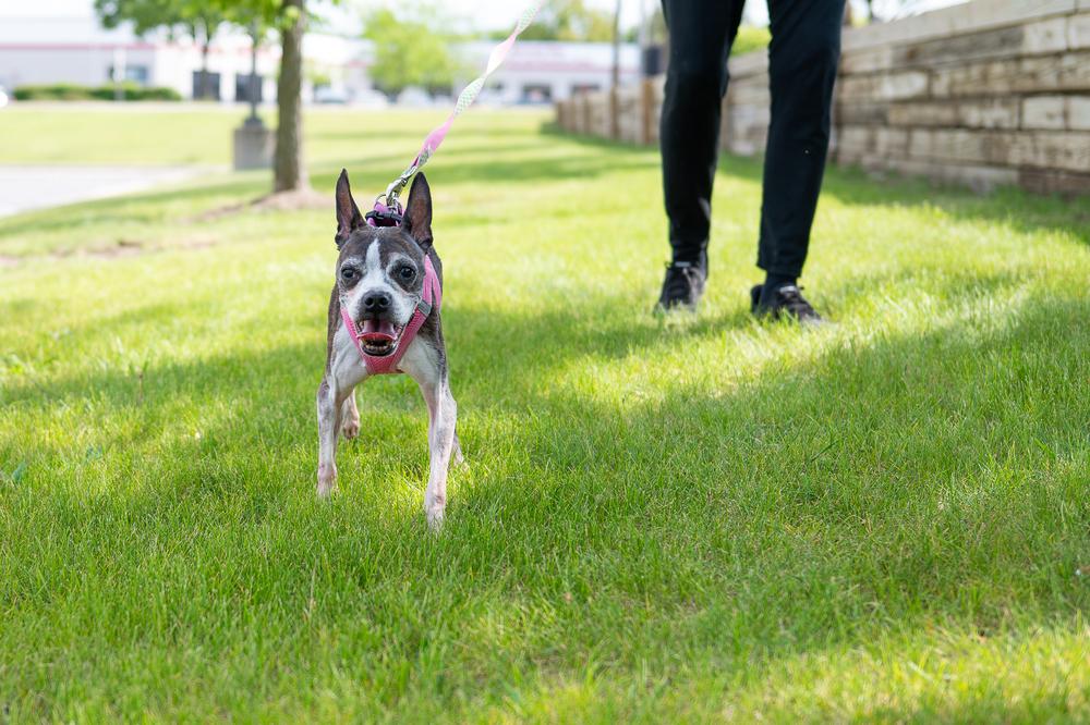 Annabelle, a Adoptable Boston Terrier in Mundelein, IL image 4/6