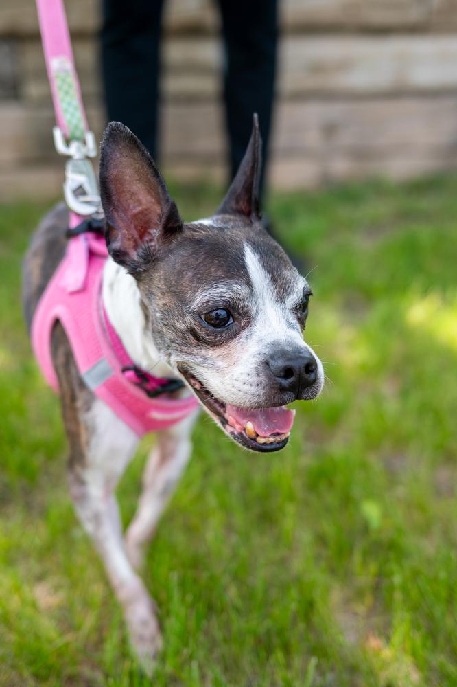 Annabelle, a Adoptable Boston Terrier in Mundelein, IL image 5/6
