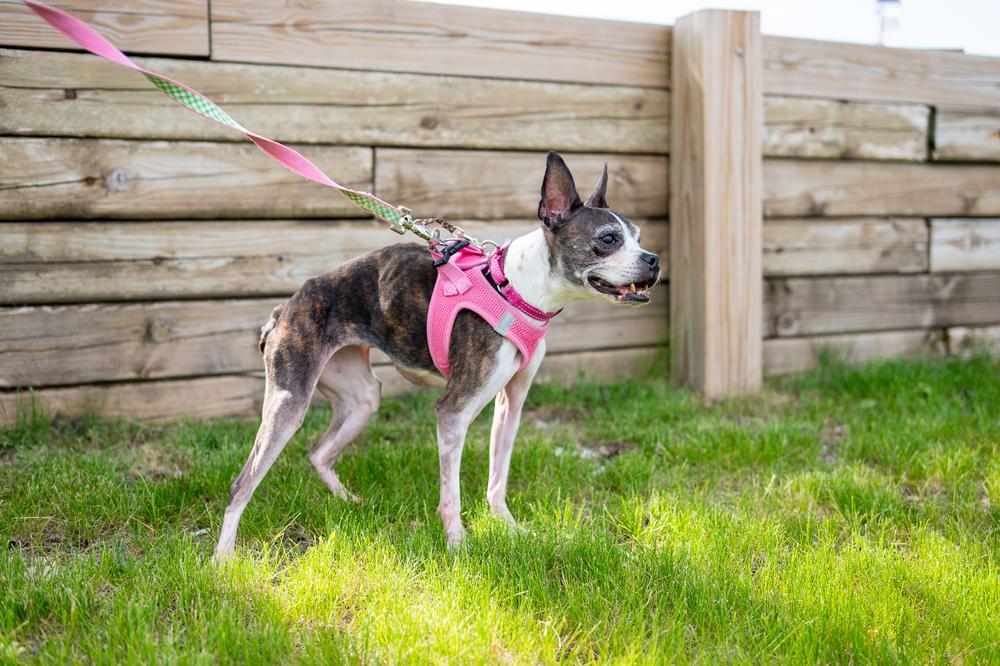 Annabelle, a Adoptable Boston Terrier in Mundelein, IL image 6/6