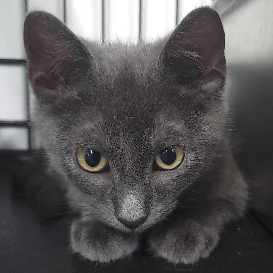Enlarge Zeus, a Adoptable Domestic Short Hair in Jessup, MD image 2/3