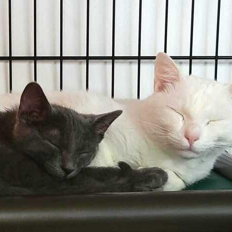 Enlarge Zeus, a Adoptable Domestic Short Hair in Jessup, MD image 3/3