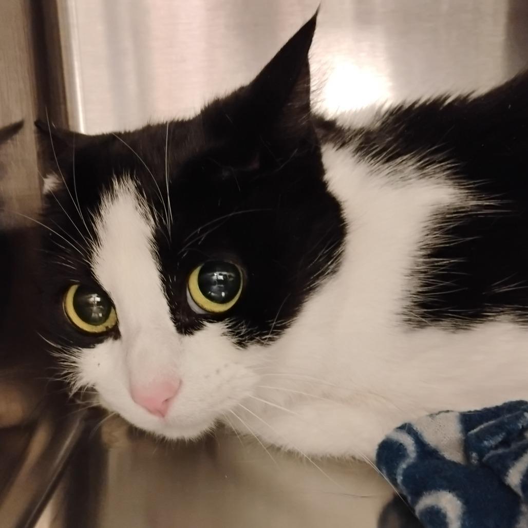 Yoshi, Adoptable, Adult Female Domestic Short Hair.