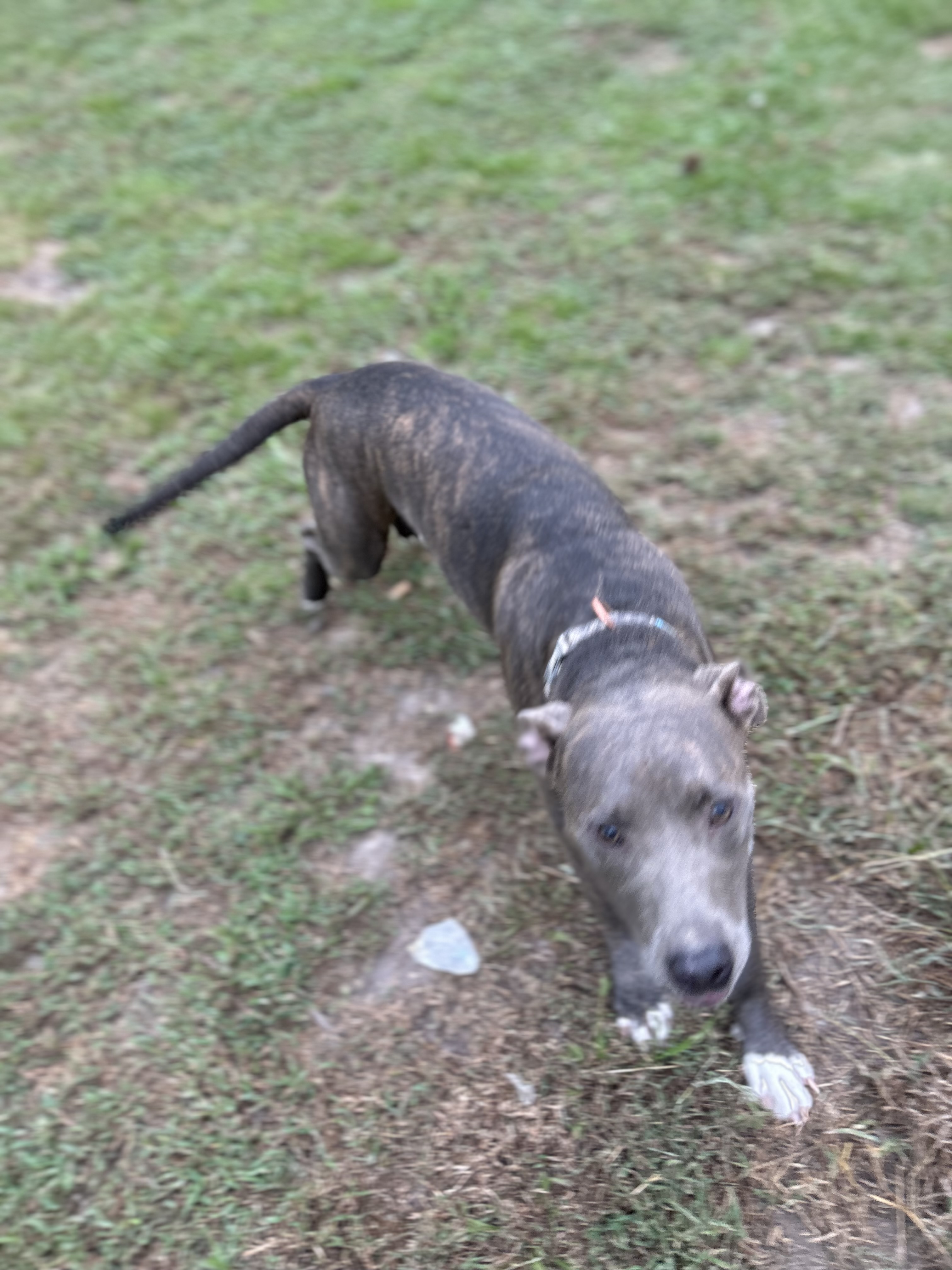 Enlarge Charolette, a Adoptable mixed breed in Pine Bluff, AR image 5/9