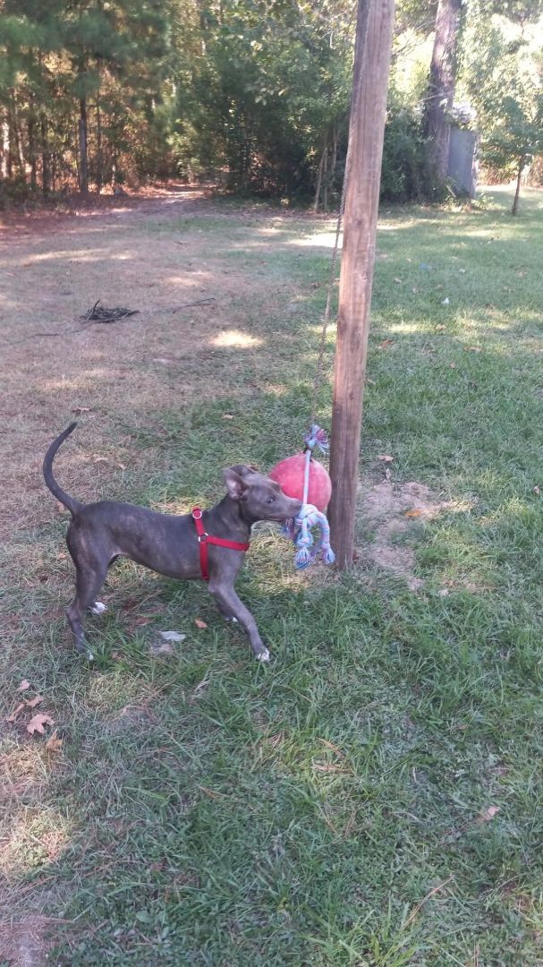 Enlarge Charolette, a Adoptable mixed breed in Pine Bluff, AR image 6/9