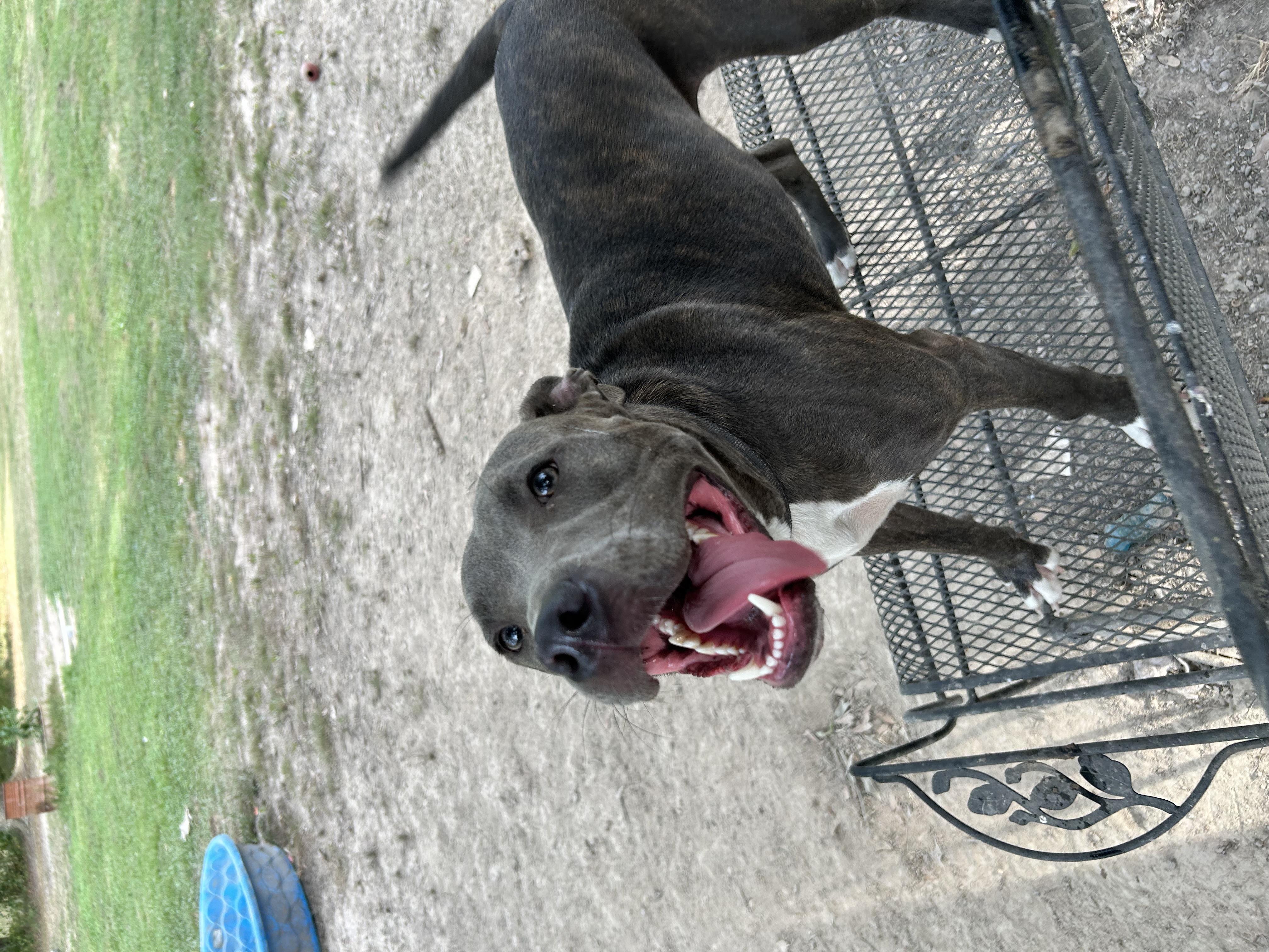 Enlarge Charolette, a Adoptable mixed breed in Pine Bluff, AR image 1/9