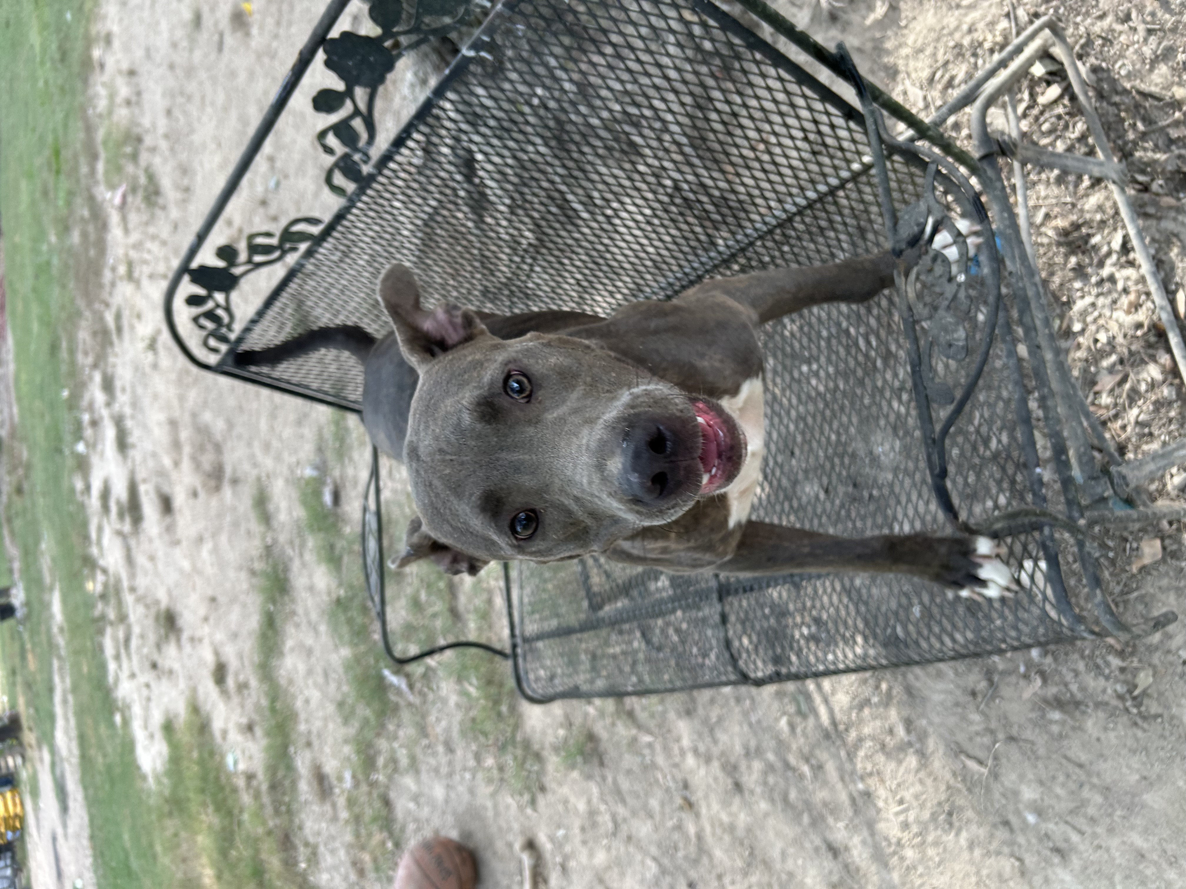 Enlarge Charolette, a Adoptable mixed breed in Pine Bluff, AR image 7/9