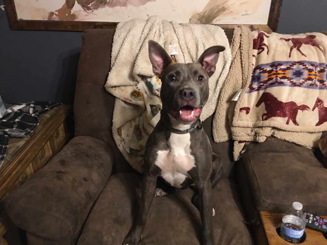 Enlarge Charolette, a Adoptable mixed breed in Pine Bluff, AR image 8/9