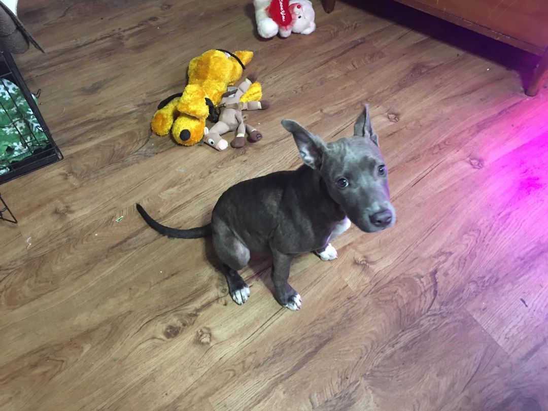 Enlarge Charolette, a Adoptable mixed breed in Pine Bluff, AR image 9/9