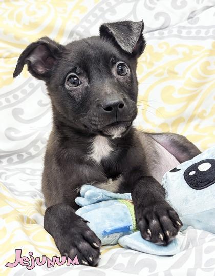 Jejunum, Adoptable, Puppy Male Shepherd & Husky.