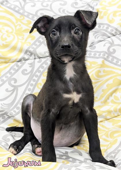 Enlarge Jejunum, a Adoptable mixed breed in Mason, MI image 2/2