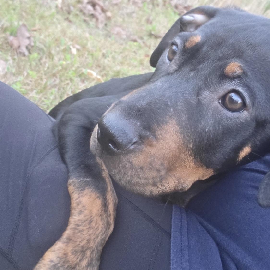 Enlarge Rosie, a Adoptable mixed breed in Hartford, CT image 2/6
