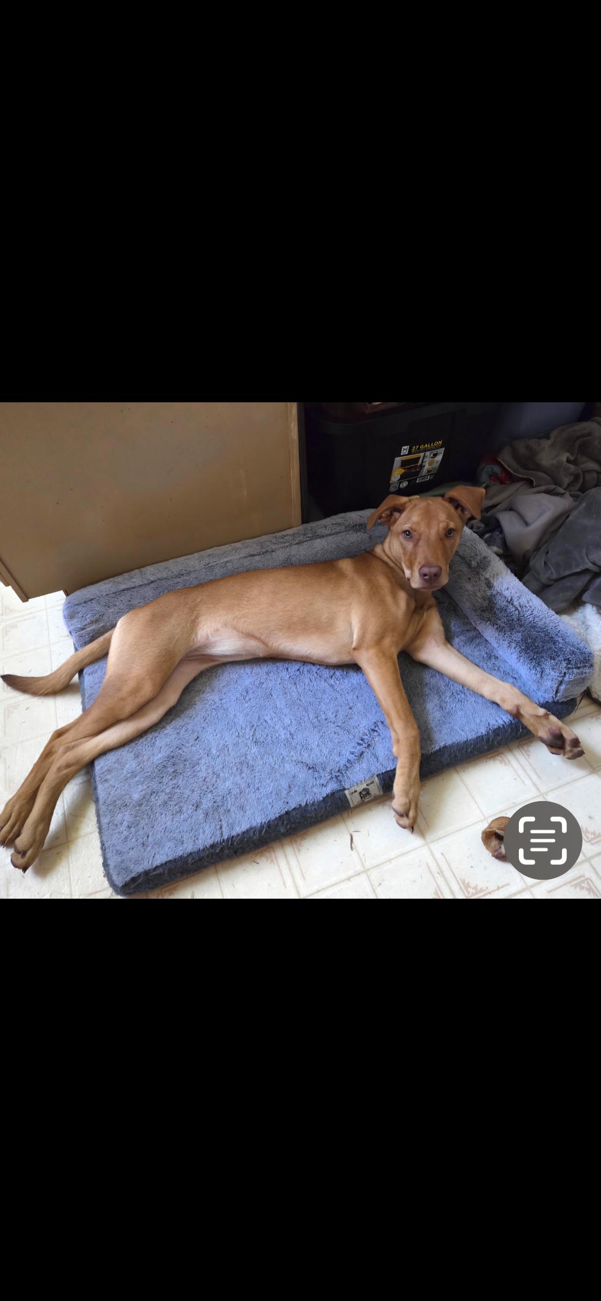 Enlarge Hazel, an adopted mixed breed in Plano, TX image 2/2