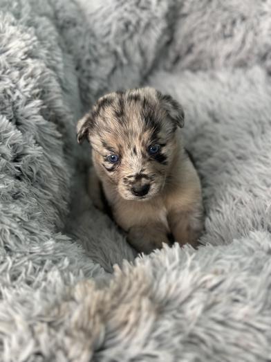 Chai — thumbnail 2