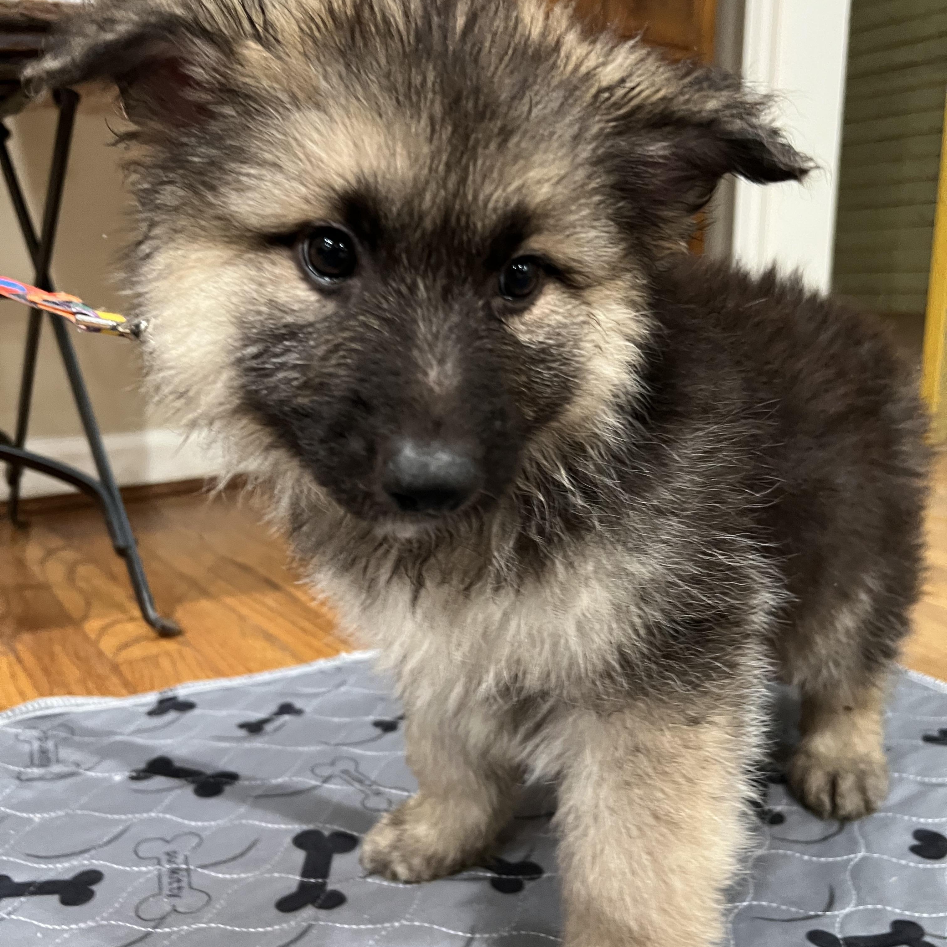 Kelsey, Adoptable, Puppy Female German Shepherd Dog.
