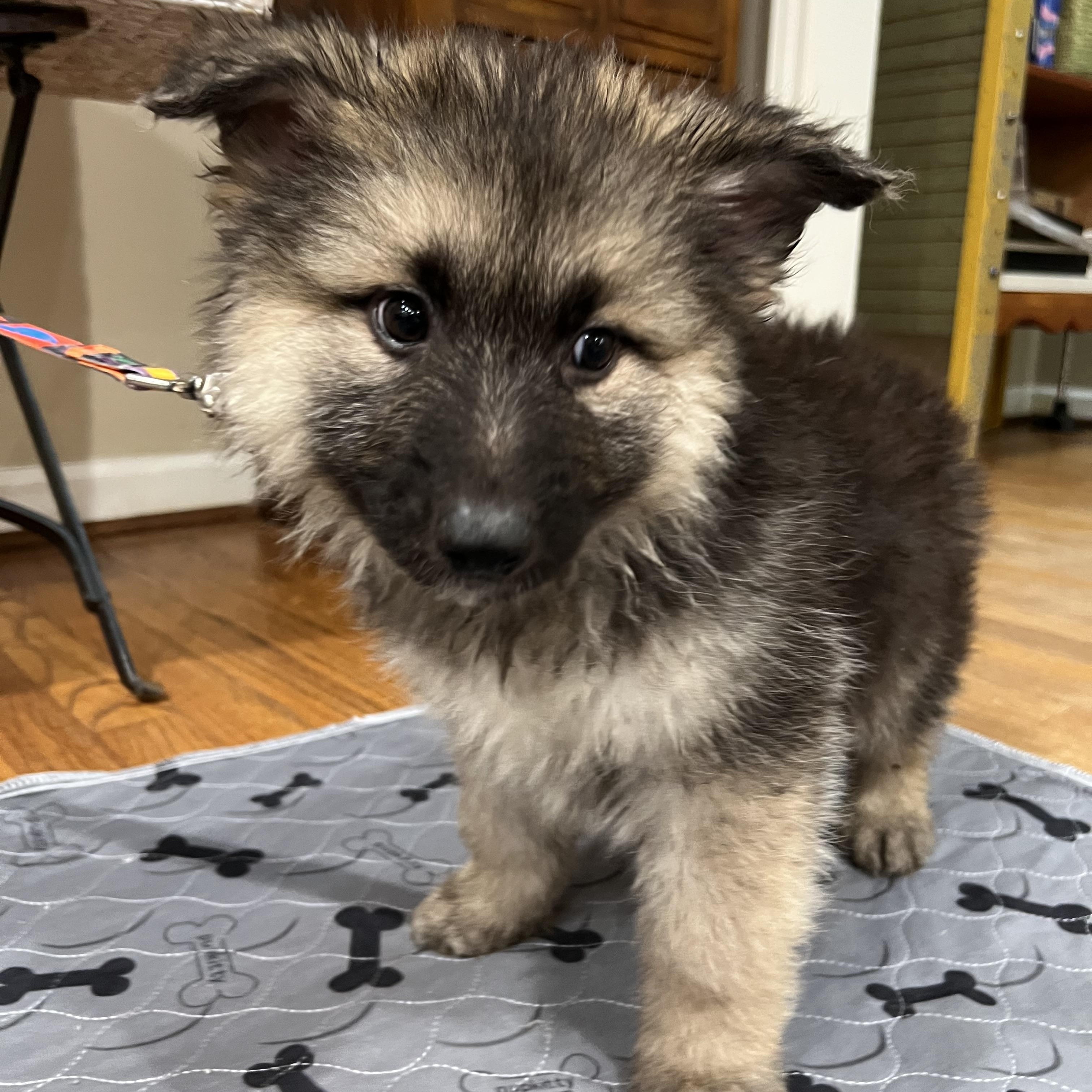 Enlarge Kelsey, a Adoptable German Shepherd Dog in Bellaire, TX image 2/5