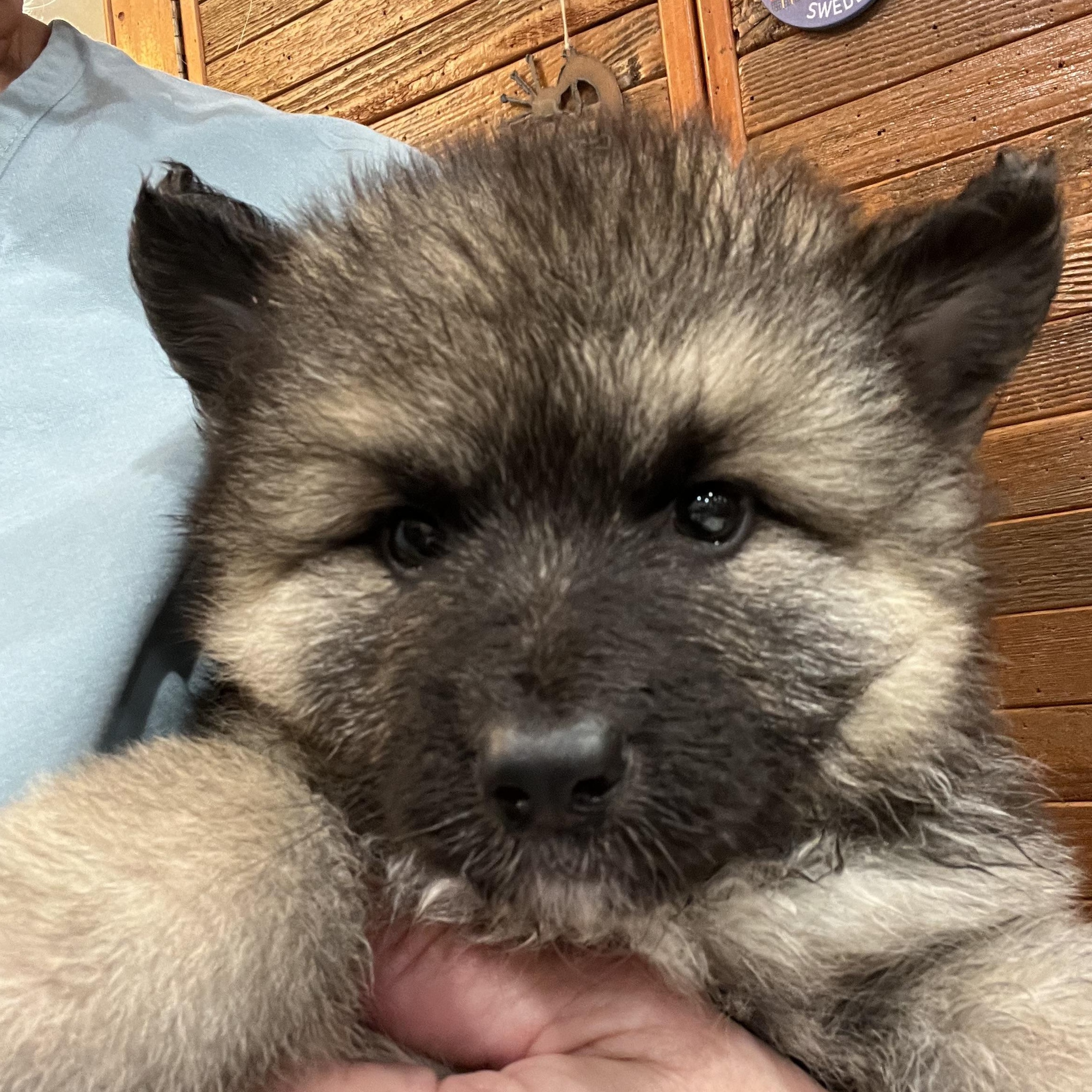 Enlarge Kelsey, a Adoptable German Shepherd Dog in Bellaire, TX image 5/5