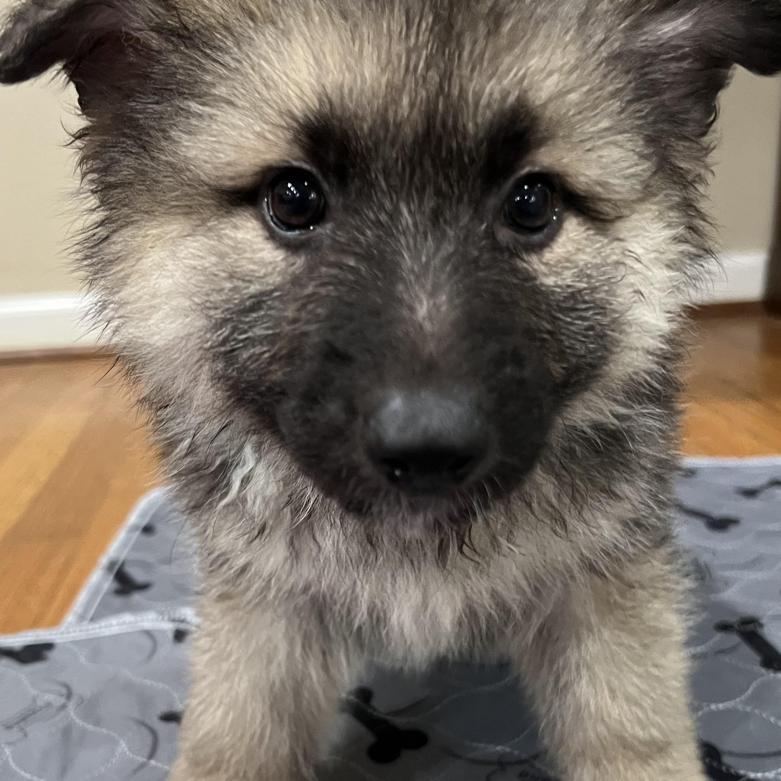 Enlarge Kelsey, a Adoptable German Shepherd Dog in Bellaire, TX image 3/5