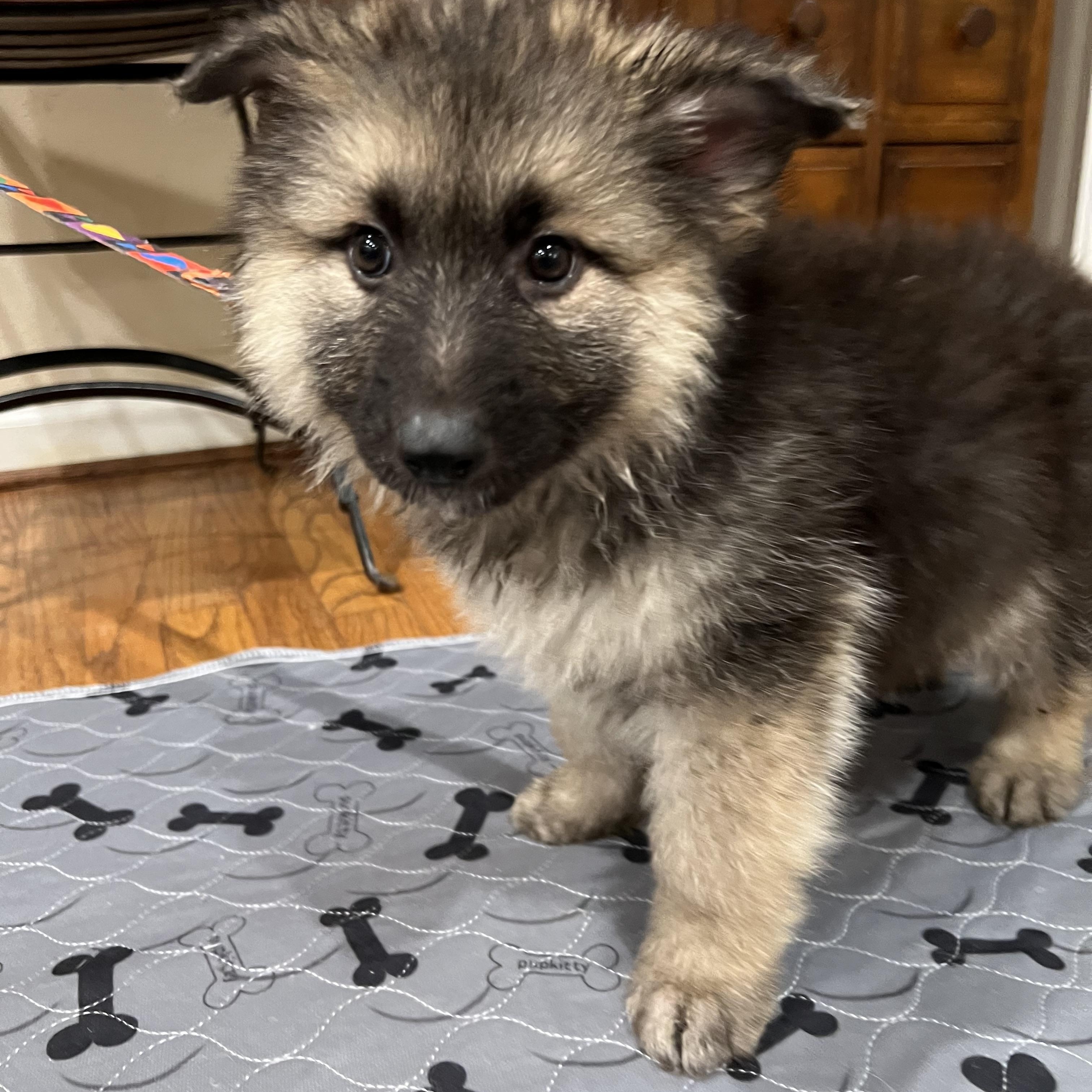 Enlarge Kelsey, a Adoptable German Shepherd Dog in Bellaire, TX image 4/5