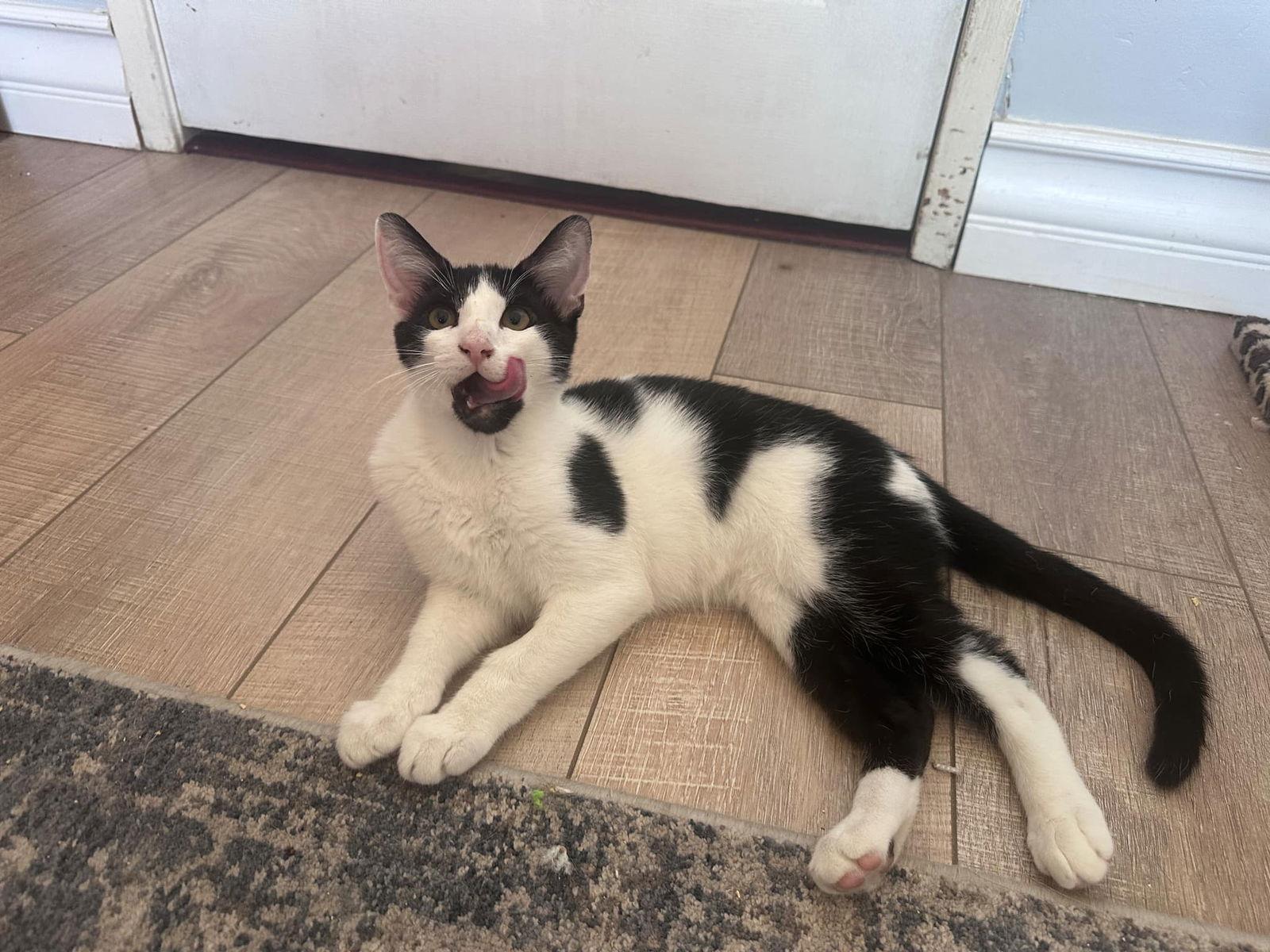 Sticky Toffee, Adoptable, Adult Male Tuxedo & Domestic Short Hair.