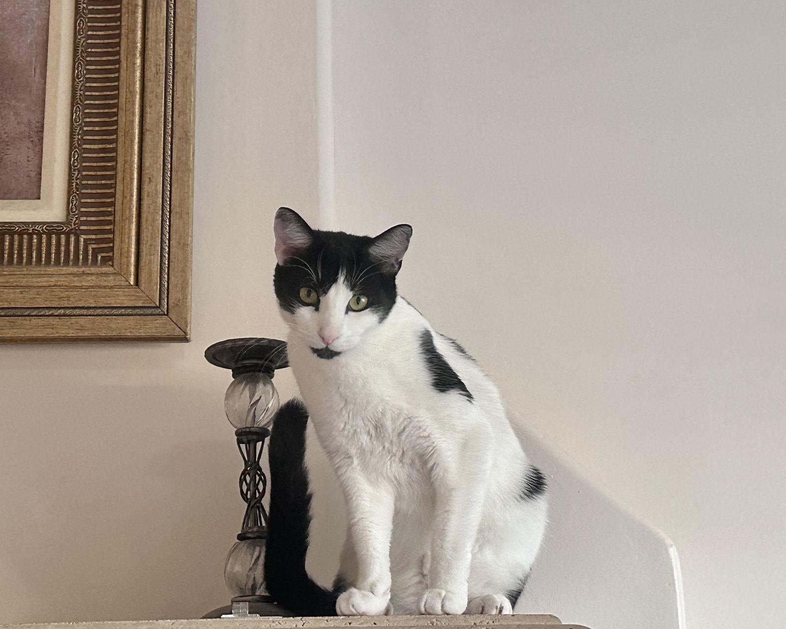 Sticky Toffee, a Adoptable mixed breed in Laguna Niguel, CA image 2/3