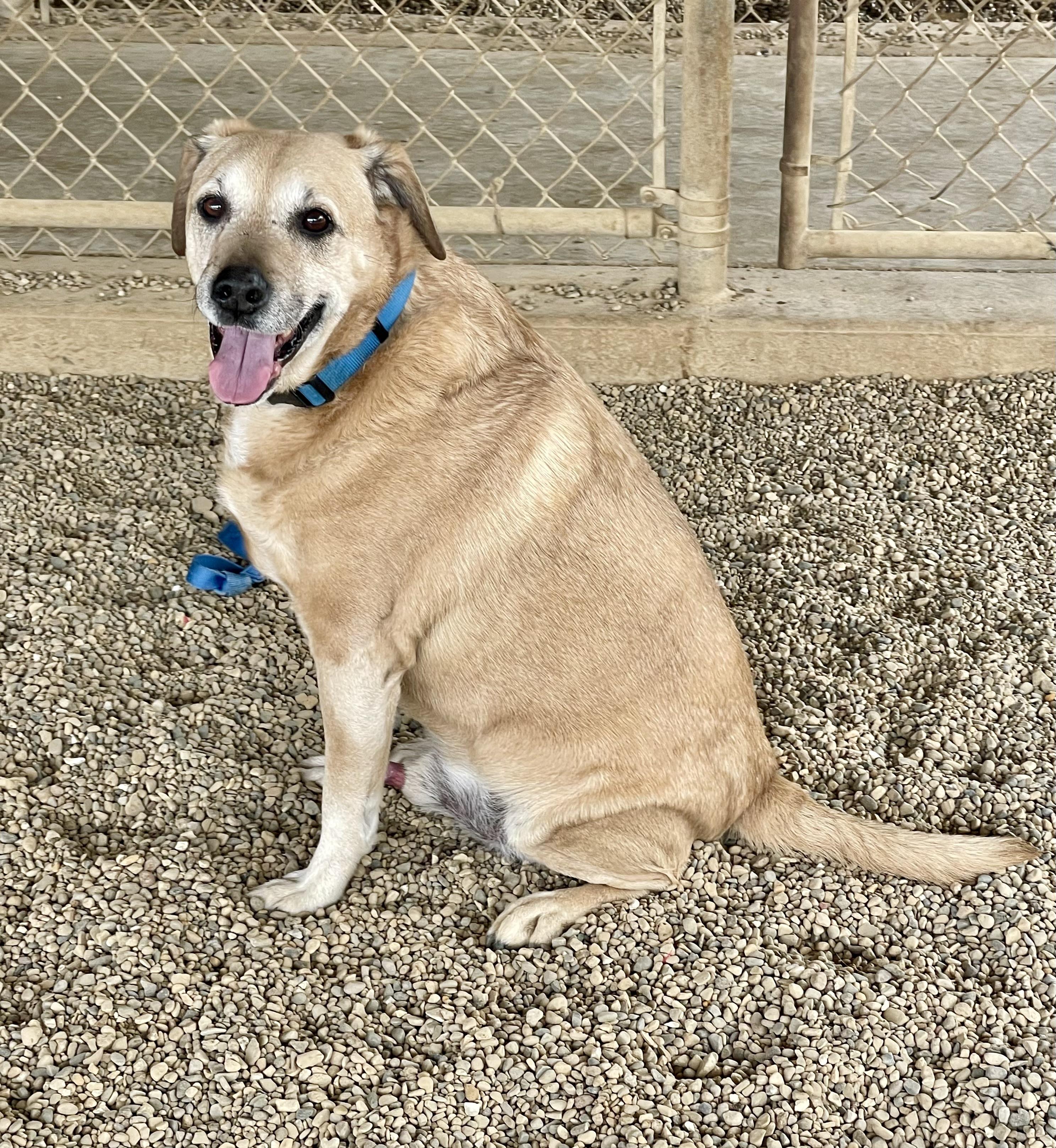 Enlarge Sammy, an adoption pending mixed breed in Lacon, IL image 3/3