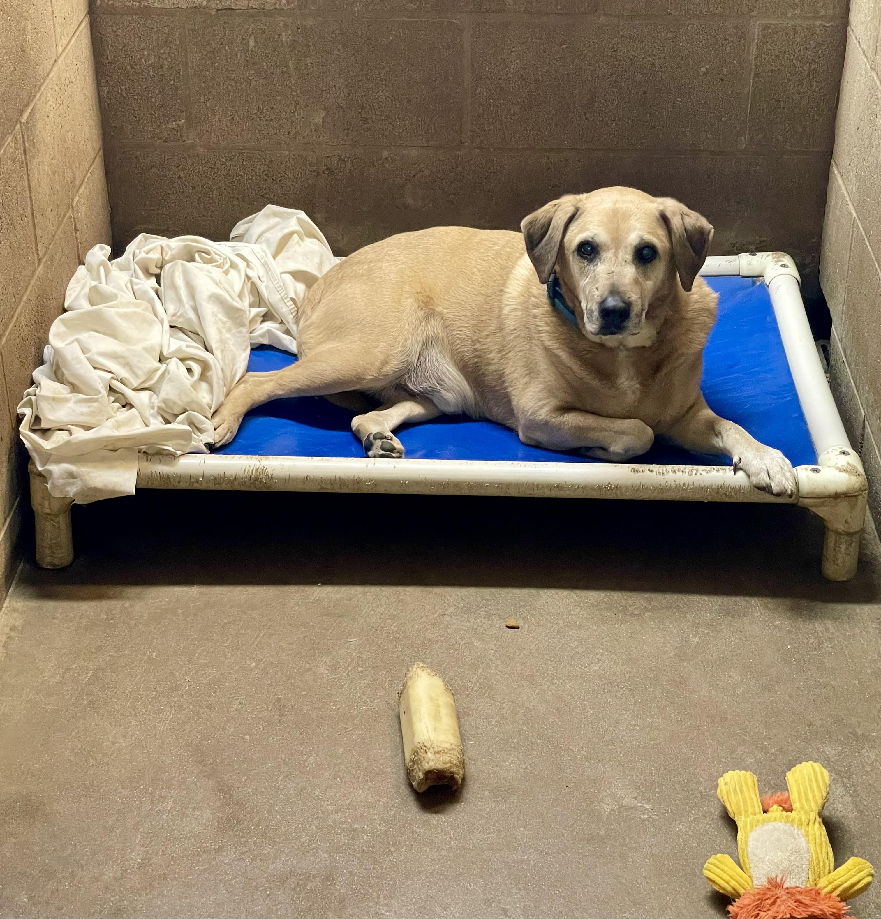 Enlarge Sammy, an adoption pending mixed breed in Lacon, IL image 1/3